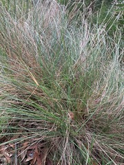Poa labillardierei labillardierei