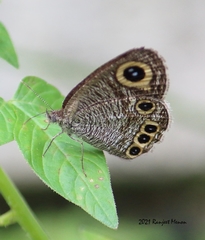 Ypthima huebneri