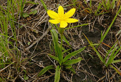Hypoxis argentea