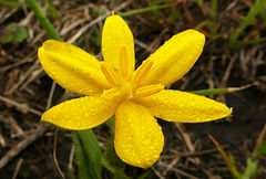 Hypoxis argentea