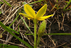 Hypoxis argentea