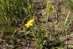 Hypoxis argentea