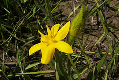 Hypoxis argentea