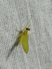 Heptagenia longicauda