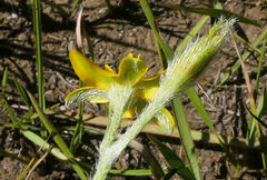 Hypoxis argentea