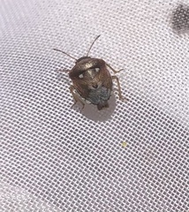 Stagonomus bipunctatus