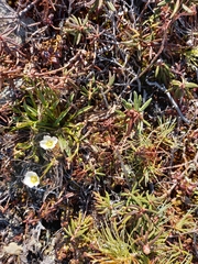 Claytonia acutifolia