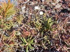 Claytonia acutifolia