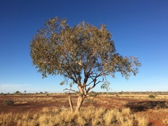 Corymbia terminalis
