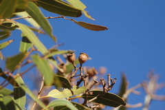 Corymbia terminalis