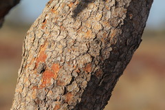 Corymbia terminalis