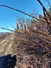 Salix saxatilis