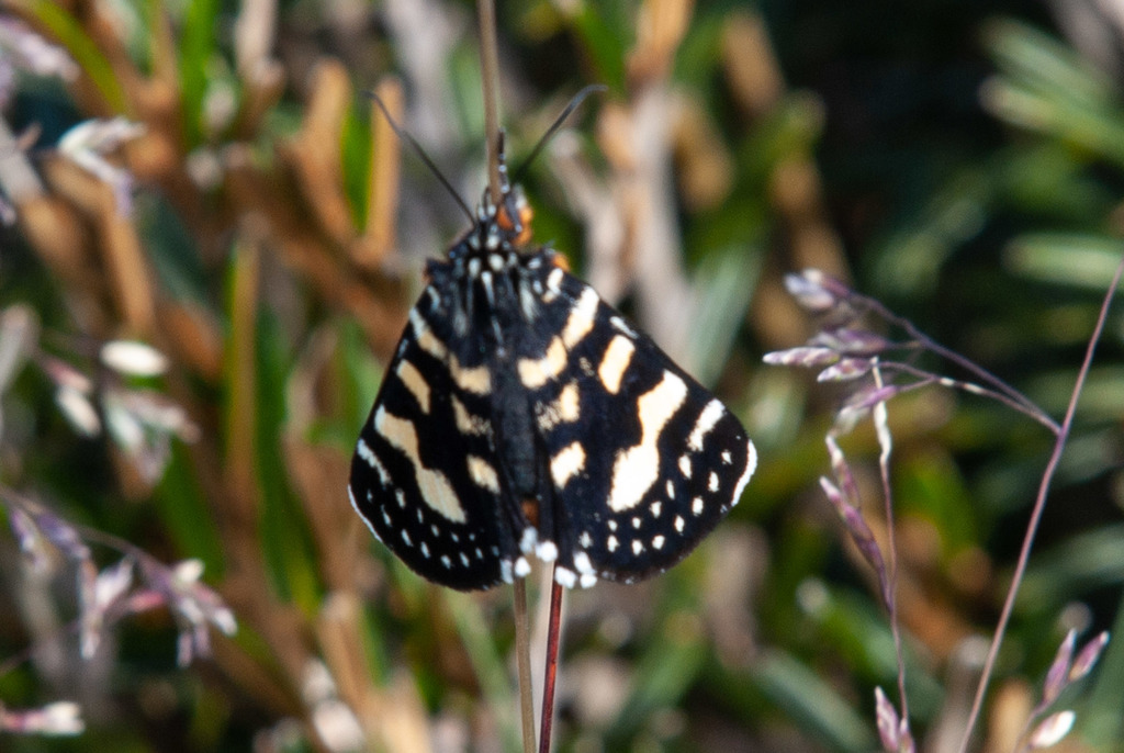 Willowherb Daymoth from Nelse VIC 3699, Australia on December 31