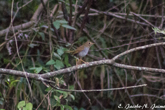 Catharus occidentalis