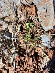 Micranthes punctata