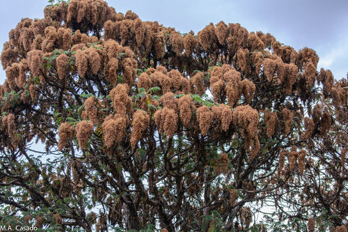 African Redwood