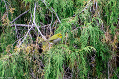 Zosterops poliogastrus