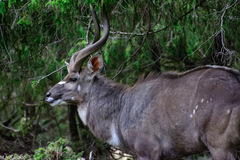 Tragelaphus buxtoni