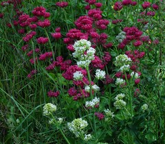 Centranthus ruber