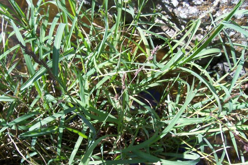 Matanza Rice Jungle Rice (MatBio: GRASSES, SEDGES & RUSHES - Matanzas Biodiversity ...