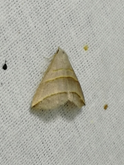 Colobochyla salicalis