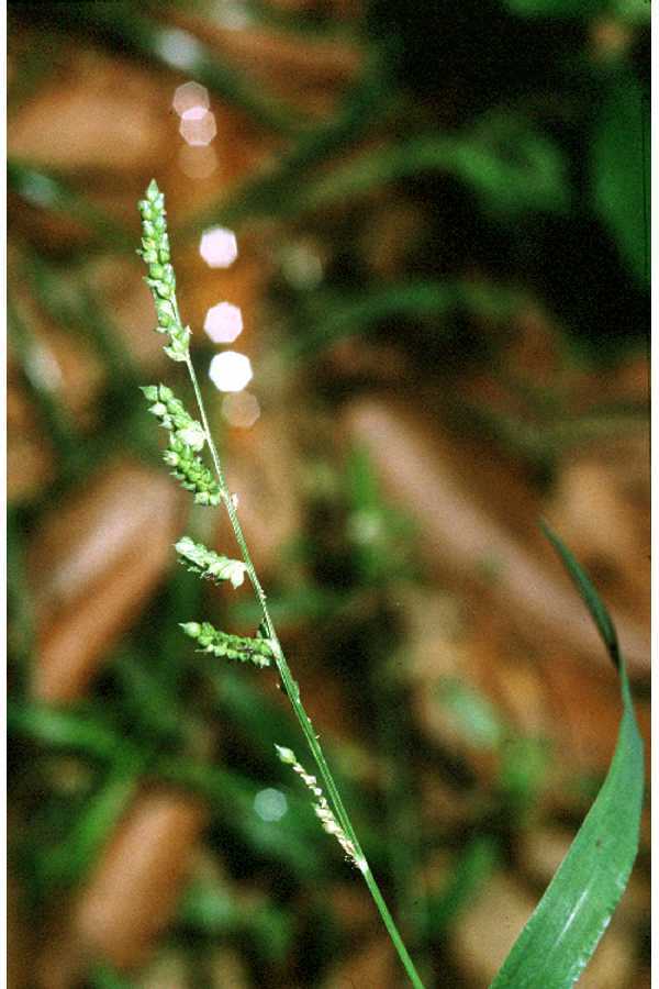 Jungle Rice (MatBio GRASSES, SEDGES & RUSHES Matanzas Biodiversity