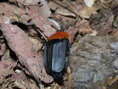 Necrophila brunnicollis