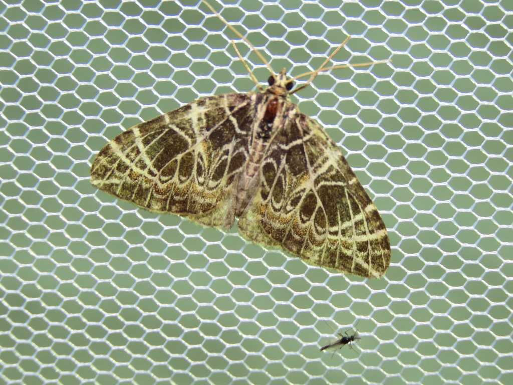 Eustroma aerosa