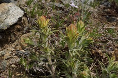 Castilleja arachnoidea