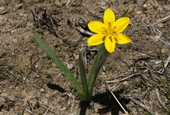Hypoxis argentea