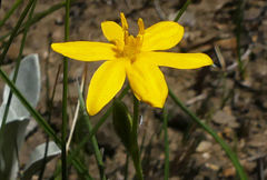 Hypoxis argentea