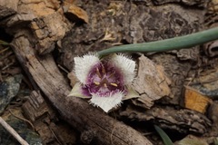 Calochortus elegans nanus
