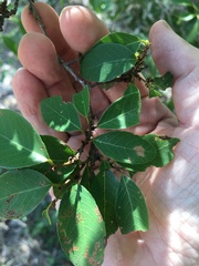 Bridelia leichhardtii