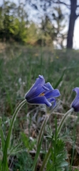 Pulsatilla ambigua