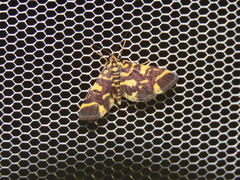 Piletocera luteosignata