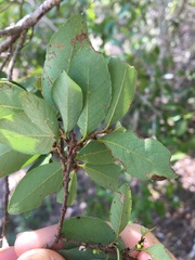Bridelia leichhardtii
