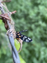 Amata sperbius