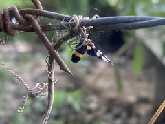 Amata sperbius