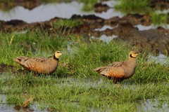 Pterocles gutturalis