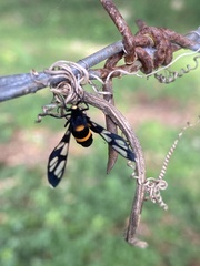 Amata sperbius