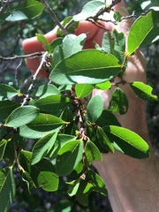 Bridelia leichhardtii