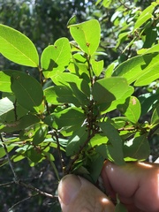 Bridelia leichhardtii