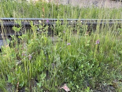Dactylorhiza