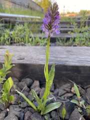 Dactylorhiza