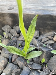 Dactylorhiza