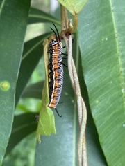 Euploea core