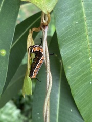 Euploea core