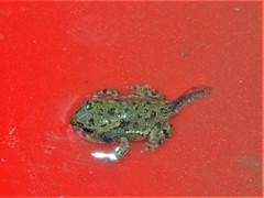 Bufotes viridis viridis