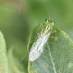 Rhogogaster punctulata