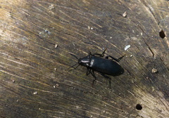 Melandrya caraboides